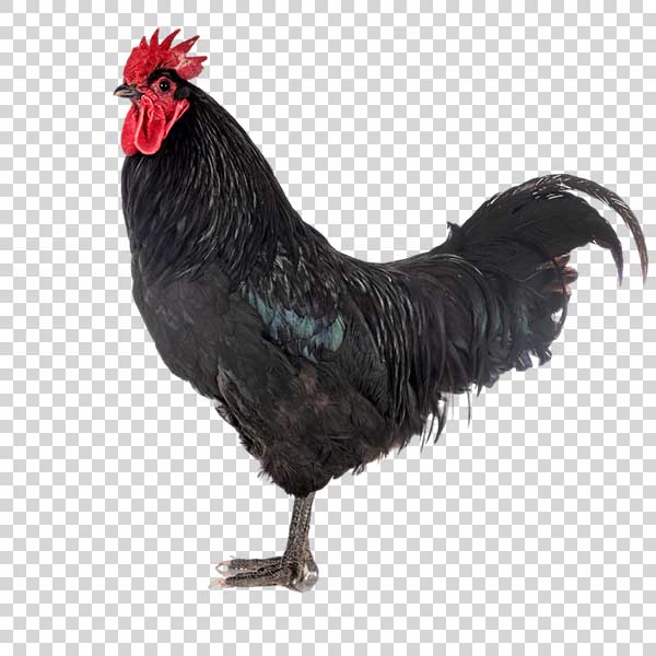 Photo Of Black Rooster PNG