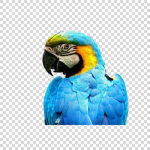 Photo Of Blue Parrot PNG