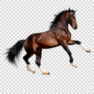 Pure And Beautiful Horse PNG