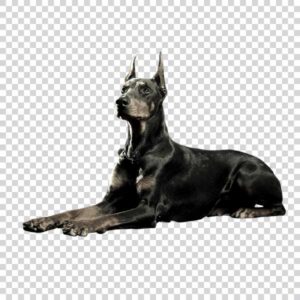 Pure Black Doberman Dog PNG