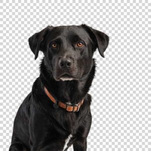 Pure Black Dog From The Front View PNG