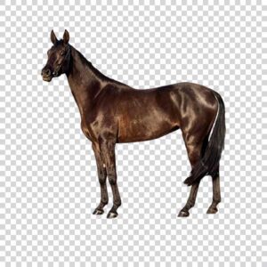 Pure Black Horse PNG