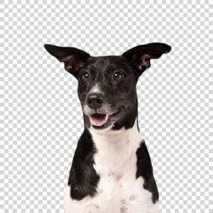 Purebred Cute Dog PNG