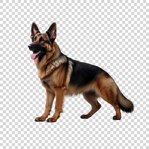 Purebred German Shepherd Dog PNG