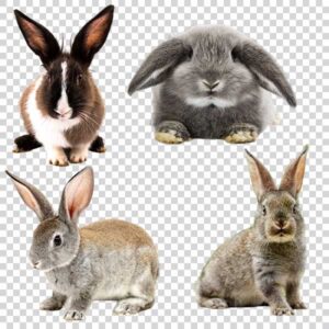 Rabbit Category PNG