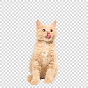 Red White Cat PNG