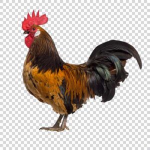 Side View Belgian Rooster PNG