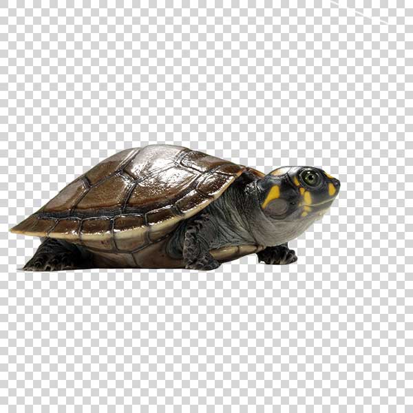 Side View Of Giant Turtle PNG