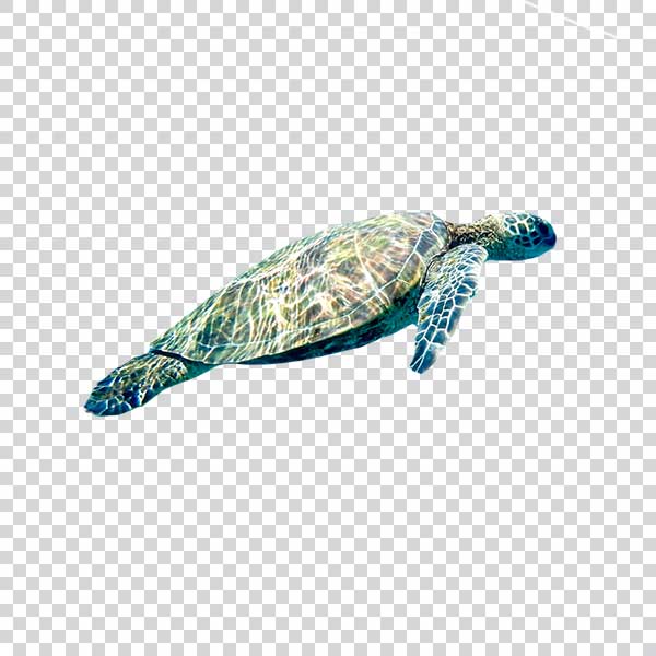 Side View Of Swimming Turtle PNG