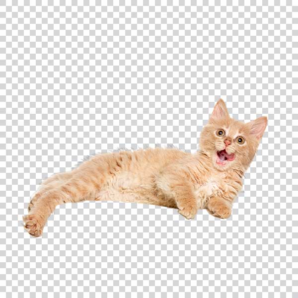 Sleeping Cat With Caramel Color PNG