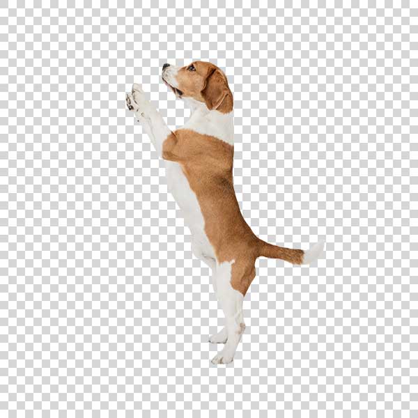 Small Funny Dog Beagle PNG