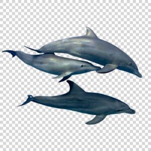 Three Cool Dolphins PNG