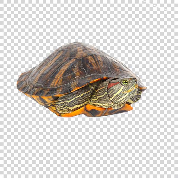 Turtle Coming Out Of Shell PNG