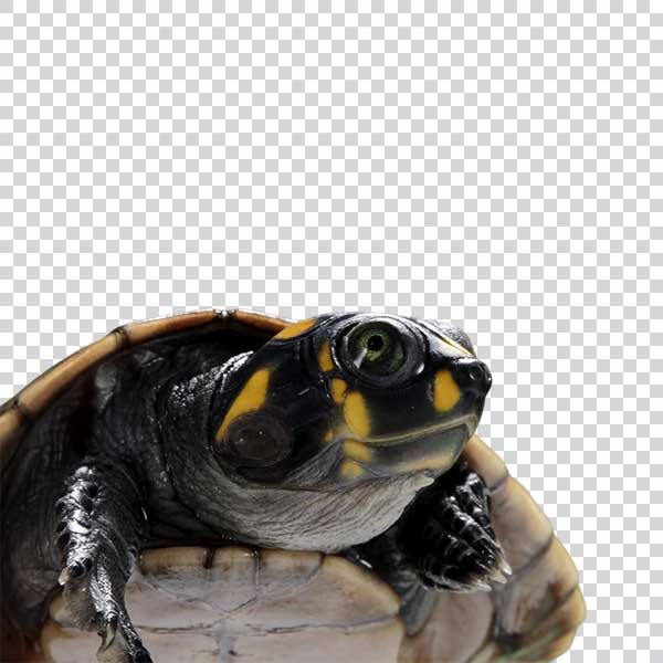 Turtle Head Close Up PNG