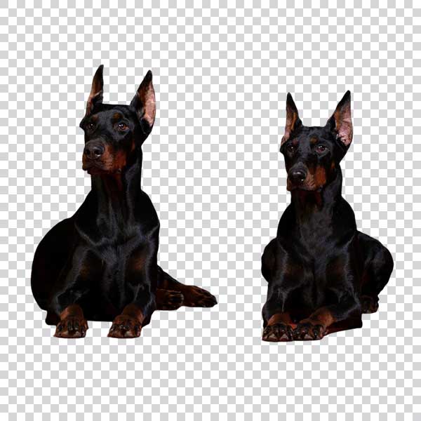 Two Beautiful Doberman Dogs PNG