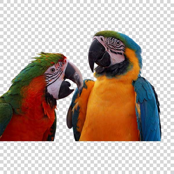 Two Colorful Parrots PNG