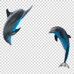 Two Cute Dolphins PNG