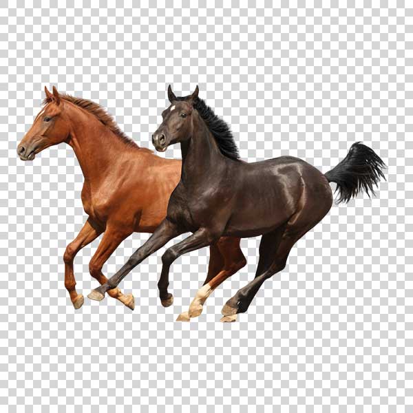 Two Horses Running PNG