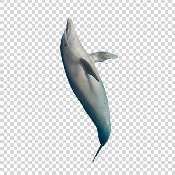 Vertical Shot Of a Dolphin Jumping PNG