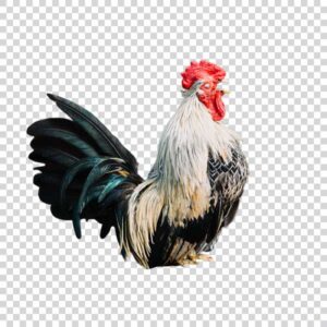 Village White Rooster PNG