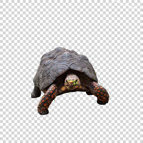 Walking Turtle From Front View PNG