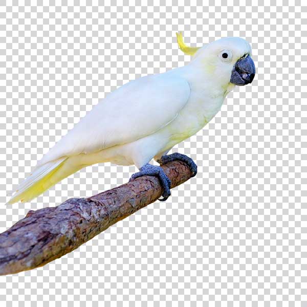 White Parrot On Branch PNG