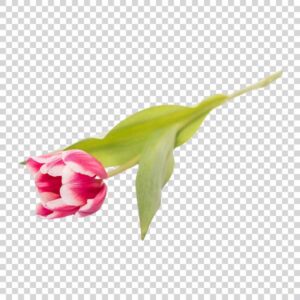 Attractive Tulip Flower With Green Leaves PNG