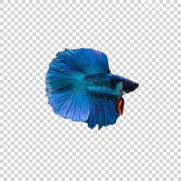 Beautiful Blue Fish PNG