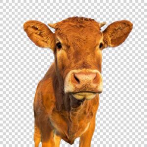 Beautiful Brown Cow Portrait PNG