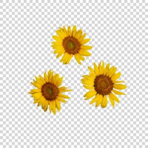 Beautiful Sunflowers Transparent PNG