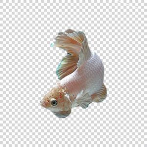 Beautiful White Siamese Fighting Fish PNG