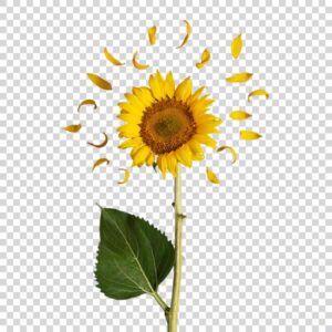 Beauty Fresh Sunflower With Green Leaf PNG