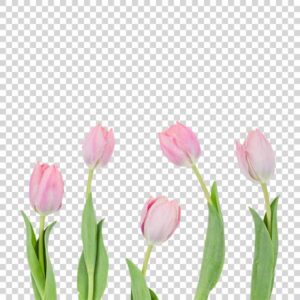 Beauty Pink Tulip Flowers PNG