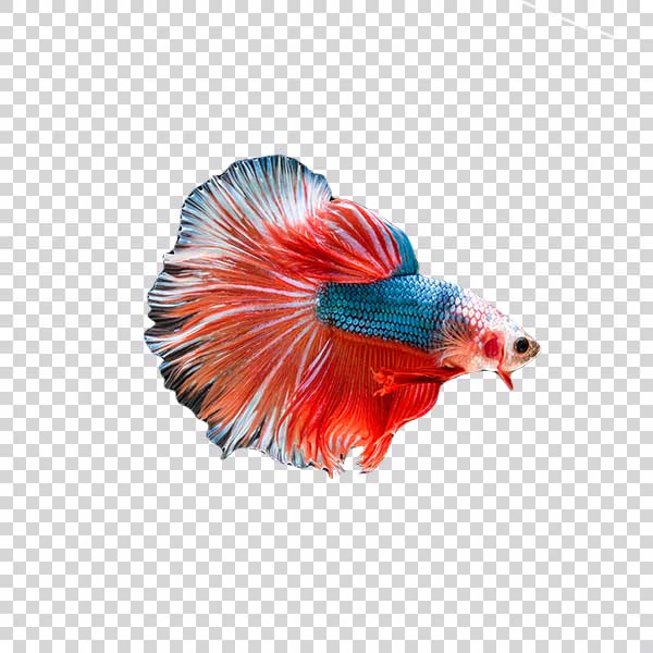 Beauty Red Siamese Fighting Fish PNG