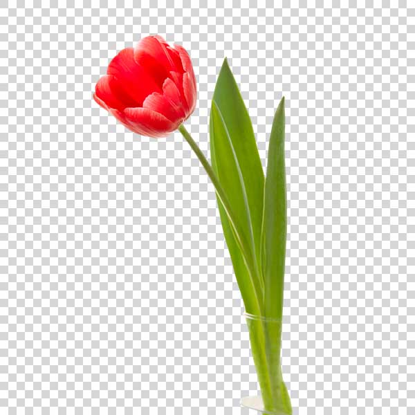 Beauty Red Tulip Flower Close Up PNG