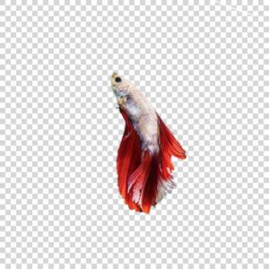 Beauty Siamese Fighting Fish PNG