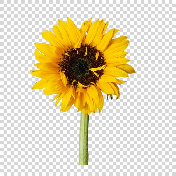 Beauty Sunflower Transparent PNG