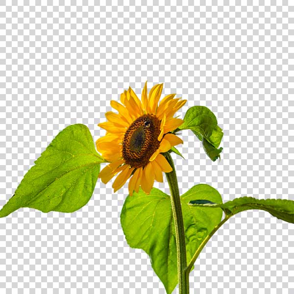 Beauty Sunflower With Green Leaves PNG