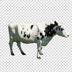 Beauty White Cow With Black Spots PNG