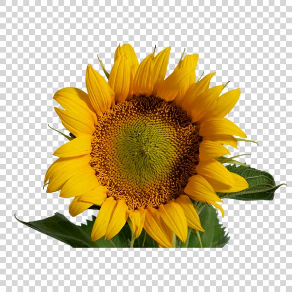 Big Beautiful Sunflower PNG