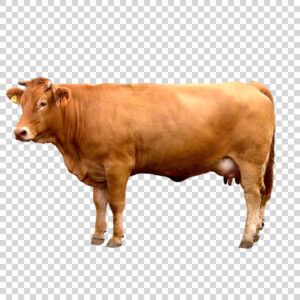 Big Brown Cow Side View PNG