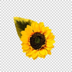 Big Yellow Sunflower With Green Leaf PNG