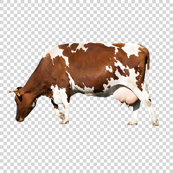 Brown Cow With White Spots Side View PNG