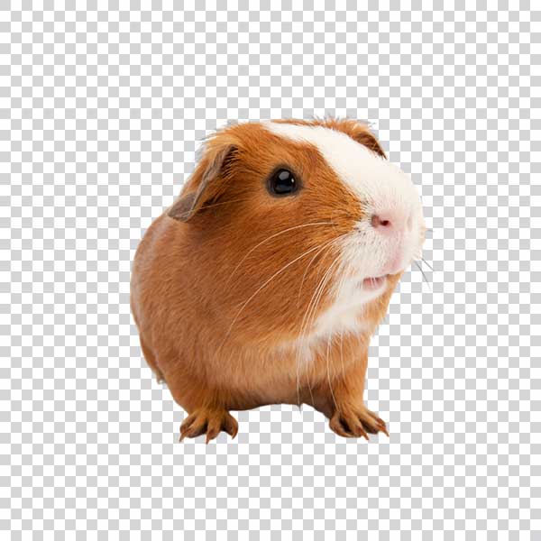 Brown Guinea Pig Close Up PNG