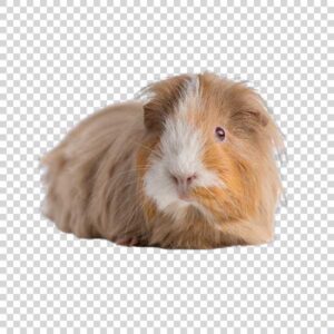 Brown Guinea Pig Front View PNG