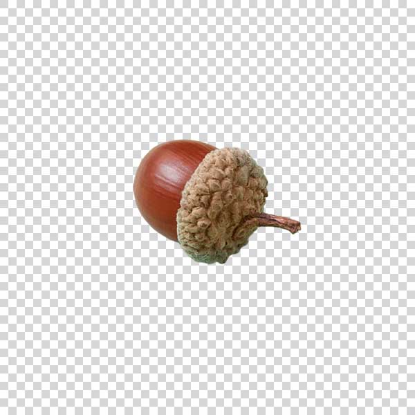 Close Up Of Acorn PNG