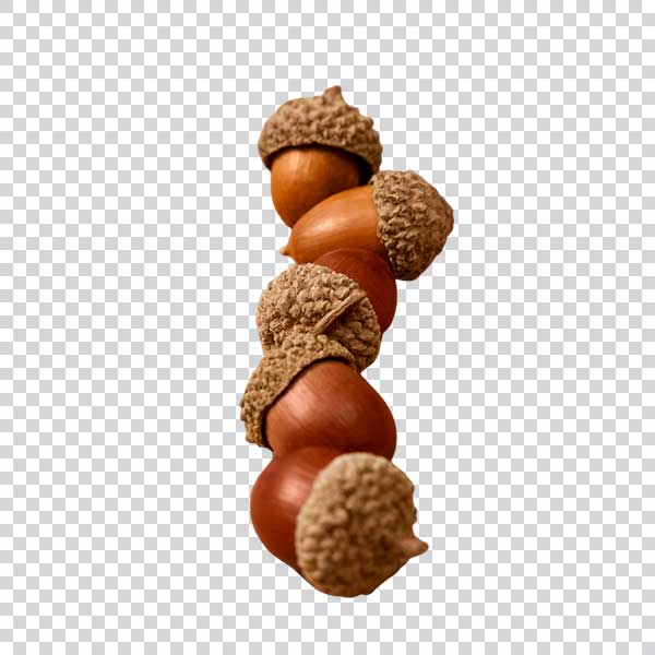 Close Up Of Fresh Acorns PNG