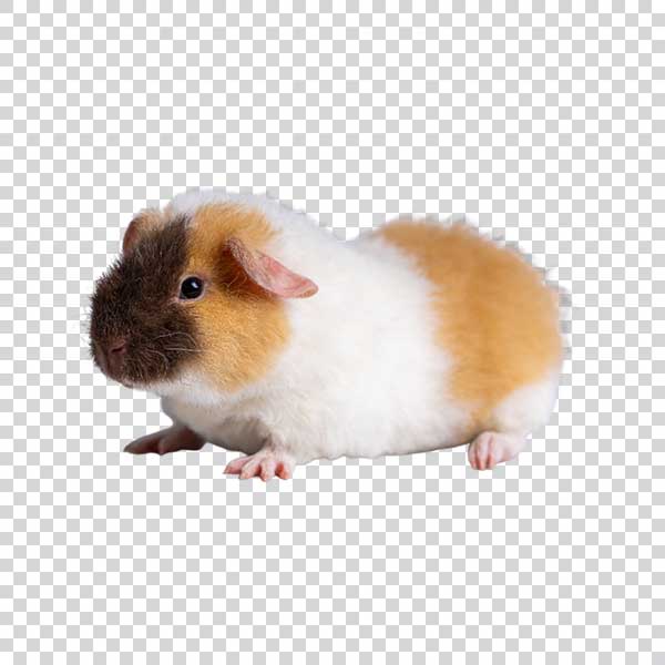 Closeup Of Cute Guinea Pig PNG