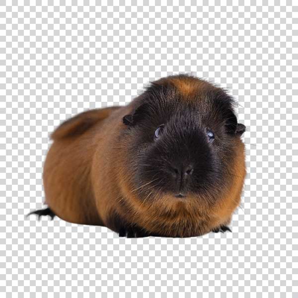 Closeup Shot Of Brown Guinea Pig PNG