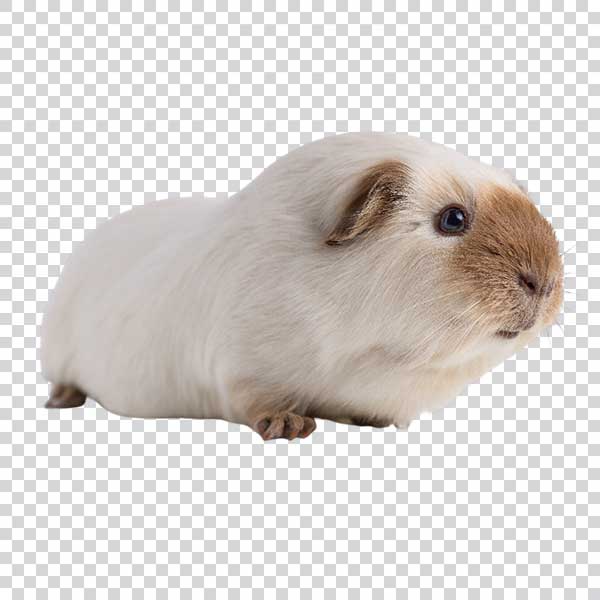 Closeup Shot Of White Guinea Pig PNG